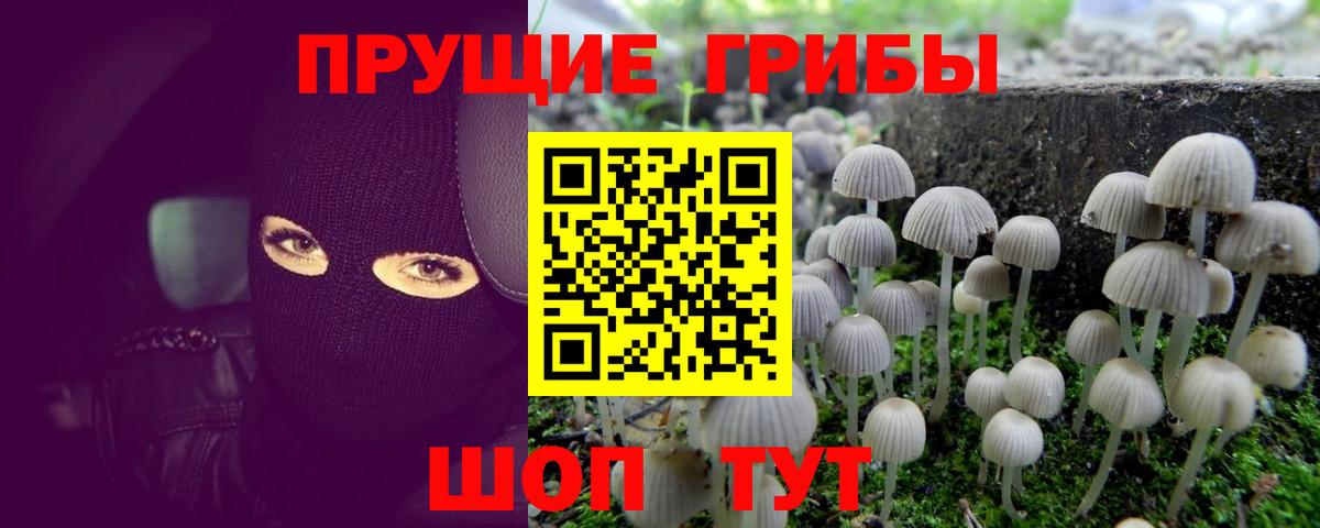 Псилоцибиновые грибы GOLDEN TEACHER Ачинск